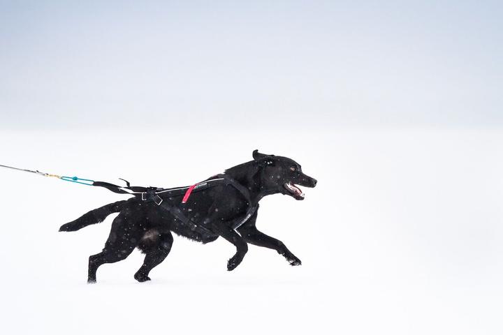 Image du produit Non-Stop Dogwear Harnais Freemotion (3, Chien, Général)