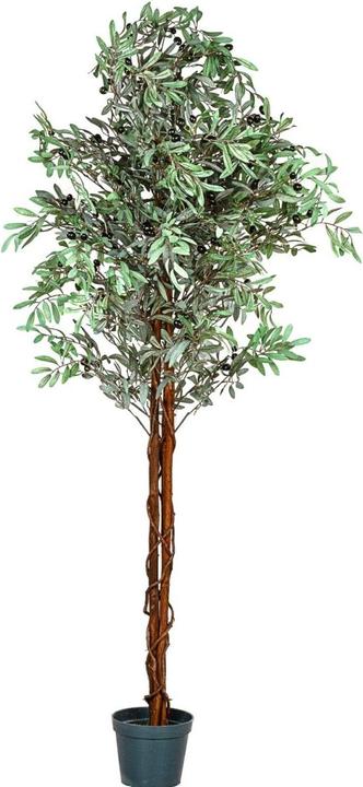 Image du produit Plantasia Olivier (180 cm)
