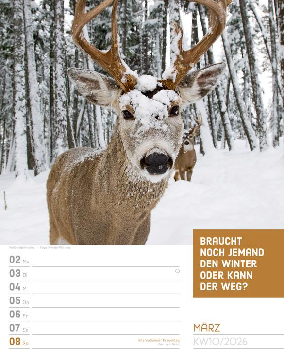 Produktbild Tierisch! Sprüchekalender - Wochenplaner Kalender 2026 (25 x 33 cm, Harter Einband, Deutsch)