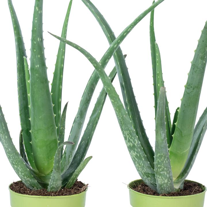 Image du produit Flowerbox Lot de 2 Aloès véritables - Aloe vera (40 cm)