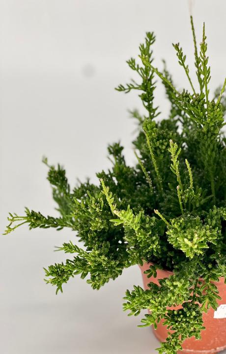 Immagine prodotto Mahaloplants Rhipsalis burchellii (20 cm, Appena rinvasata)