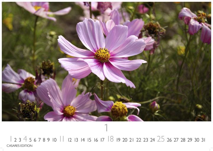 Produktbild Blumenwiese 2026 L 35x50cm (35 x 50 cm, Deutsch)