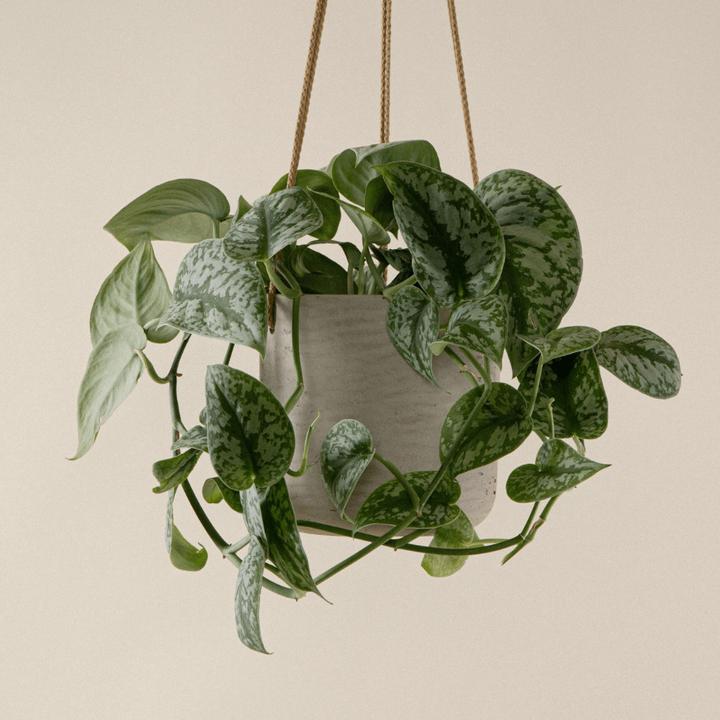 Produktbild Mary and Plants Silver Vine Terrakotta (50 cm)