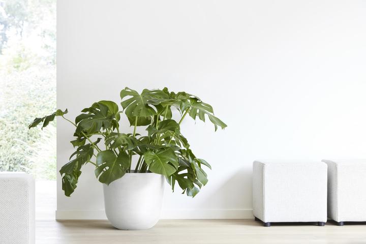 Immagine prodotto Ecopots Oslo (45 cm)