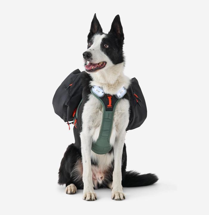 Actual product image Caperlan Hundegeschirr Wandern (S, Dog, Dog sport)