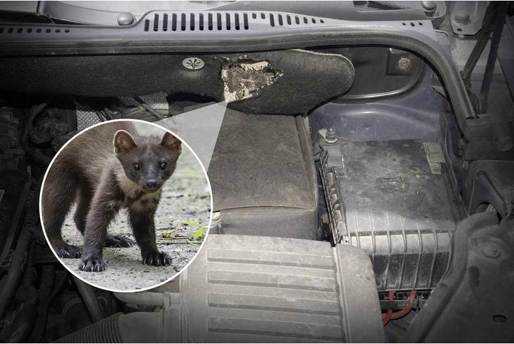 Image du produit Gardigo Défense contre les martres Marder Frei Auto Ultra