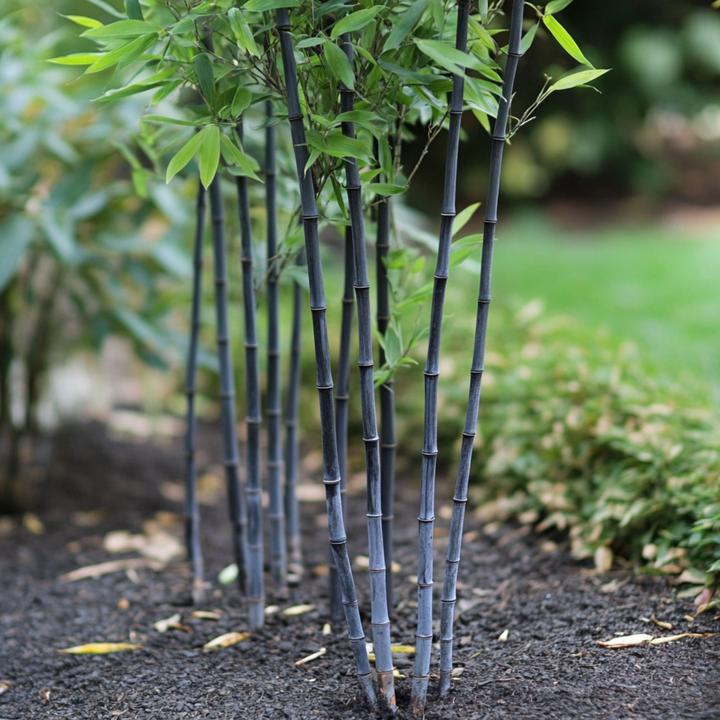 Produktbild Plant in a Box Fargesia papyrifera 'Blue Dragon' - 2er-Set Bambus (30 cm)