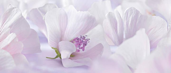 Actual product image Weleda white mallow