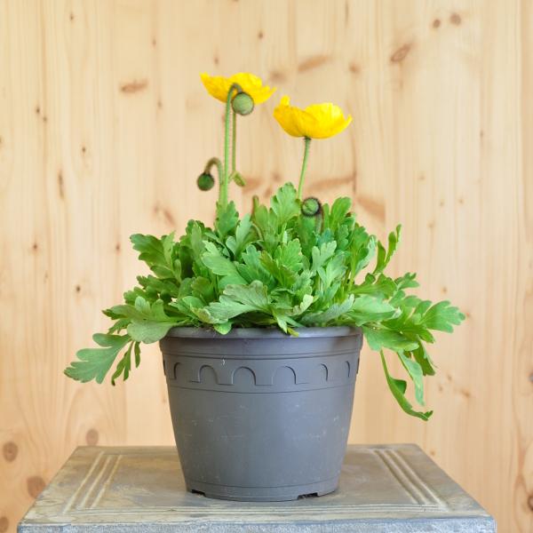 Produktbild Säntispracht 2 er Set, Der insektenliebende Islandmohn - Papaver nudicaule Yellow (40 cm)