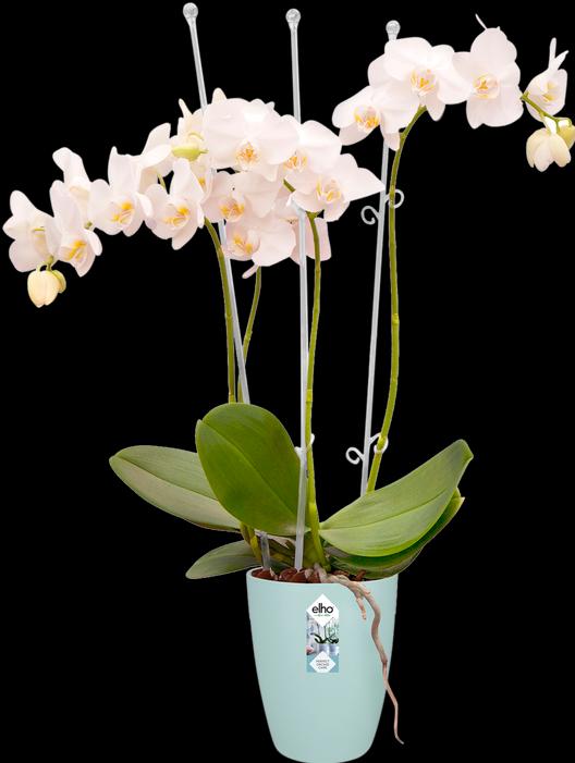 Actual product image Elho Brussels (13 cm)