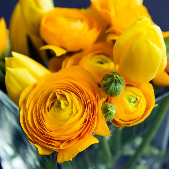 Produktbild Plant in a Box Ranunculus - 80er-Set Ranunkeln (10 cm)