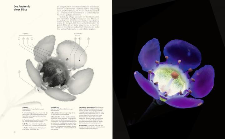Actual product image Die Verführung der Biene (German, Cornelia Panzacchi, Jürgen Tautz, Craig P. Burrows, 2024)