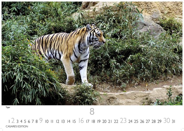 Produktbild Big Cats 2026 S 24x35cm (24 x 35 cm, Deutsch)