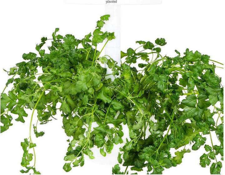 Immagine prodotto Plantui Coriandolo (Semi di erbe)