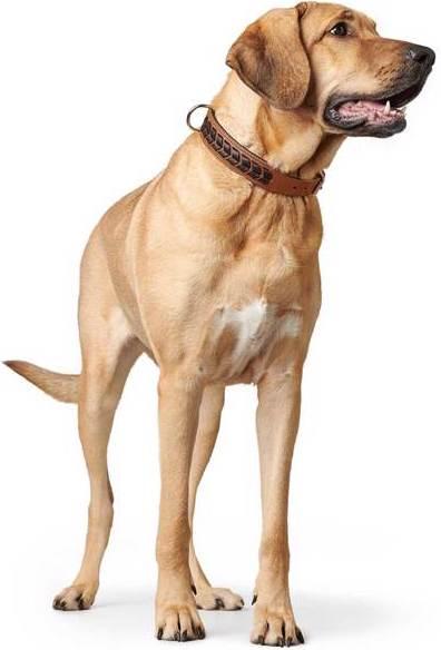 Immagine prodotto Hunter Collare El Paso (S, M, Cane, Sport cane)