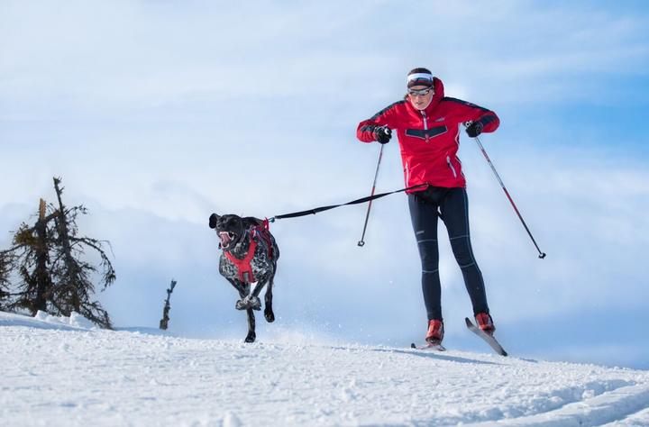 Produktbild Non-Stop Dogwear Combined Harness (36, 37, 38, 39, 40, Hund, Hundesport)