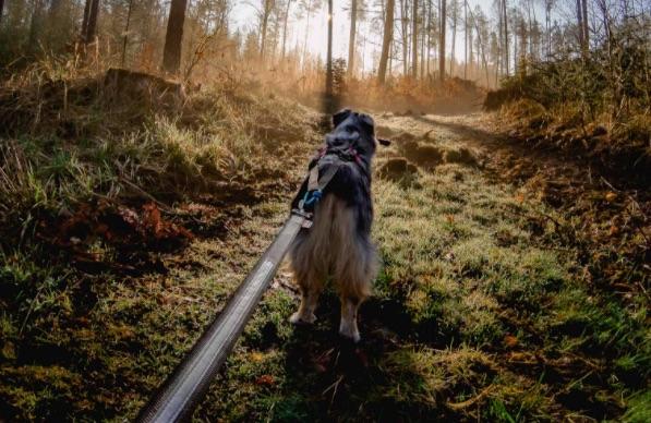 Actual product image Non-Stop Dogwear Bungee Touring Leash 23mm (XXL, Dog, General)