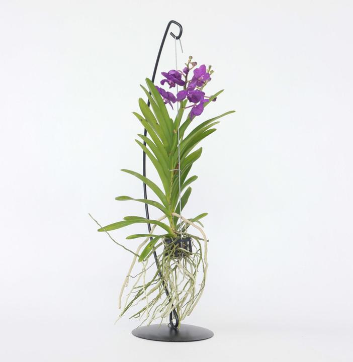 Actual product image Plant in a Box Vanda 'Blue' - Orchid (50 cm)