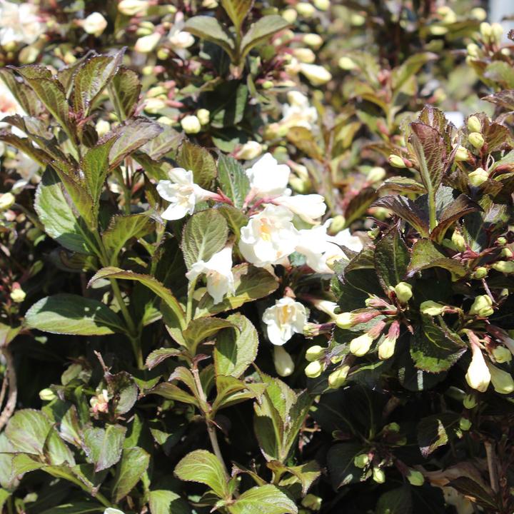 Produktbild Zulauf Weigelie / Weigela florida 'Ebony and Ivory'® (40 cm)