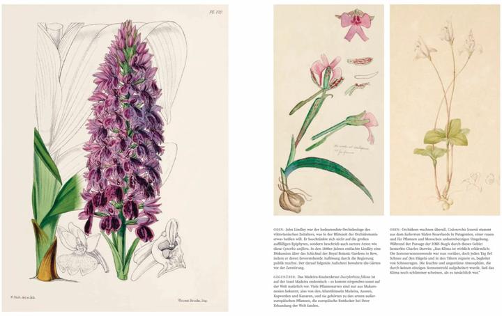 Produktbild Orchideen (Deutsch, Sandra Knapp, 2022)