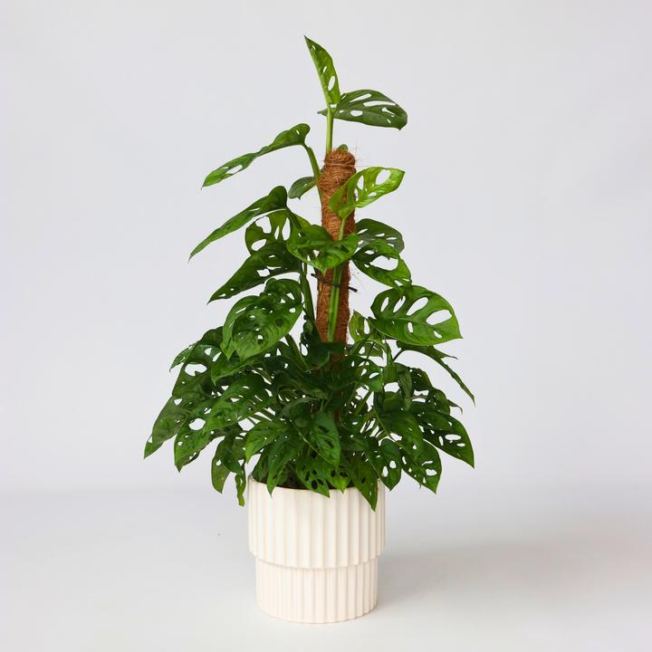 Actual product image Plant in a Box Monstera Monkey Mask - Monkey mask plant on a stick (60 cm)