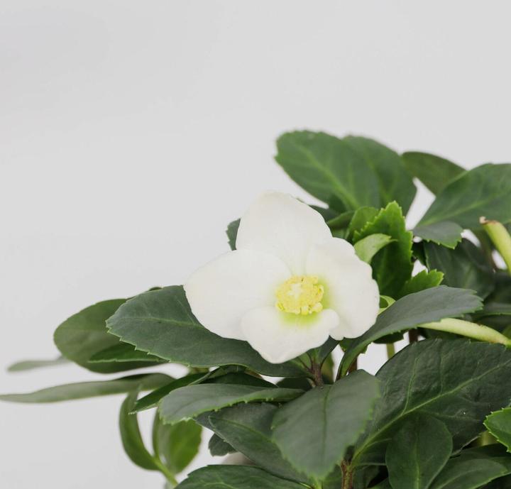 Produktbild Plant in a Box Helleborus niger Mont Blanc - 6er Set Christrosen (20 cm)
