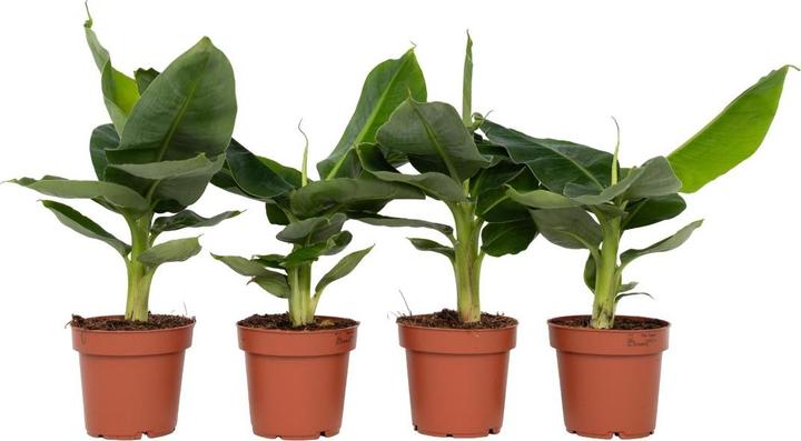 Immagine prodotto Plant in a Box Musa Orientale Nana - Set di 4 banane nane (25 cm)