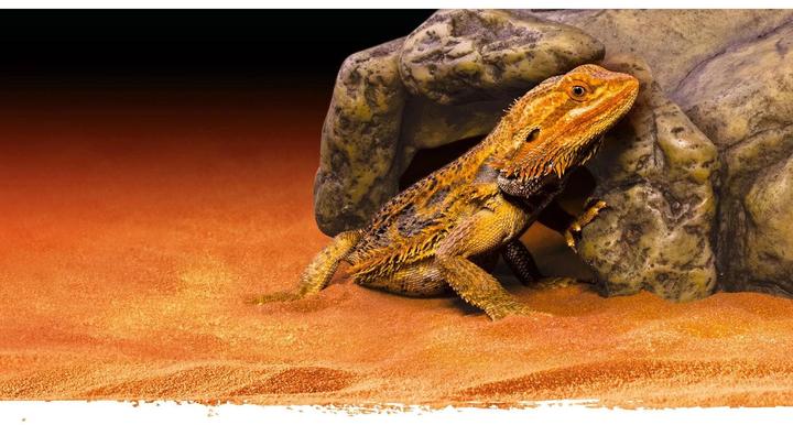 Image du produit Exo Terra Grotte des reptiles