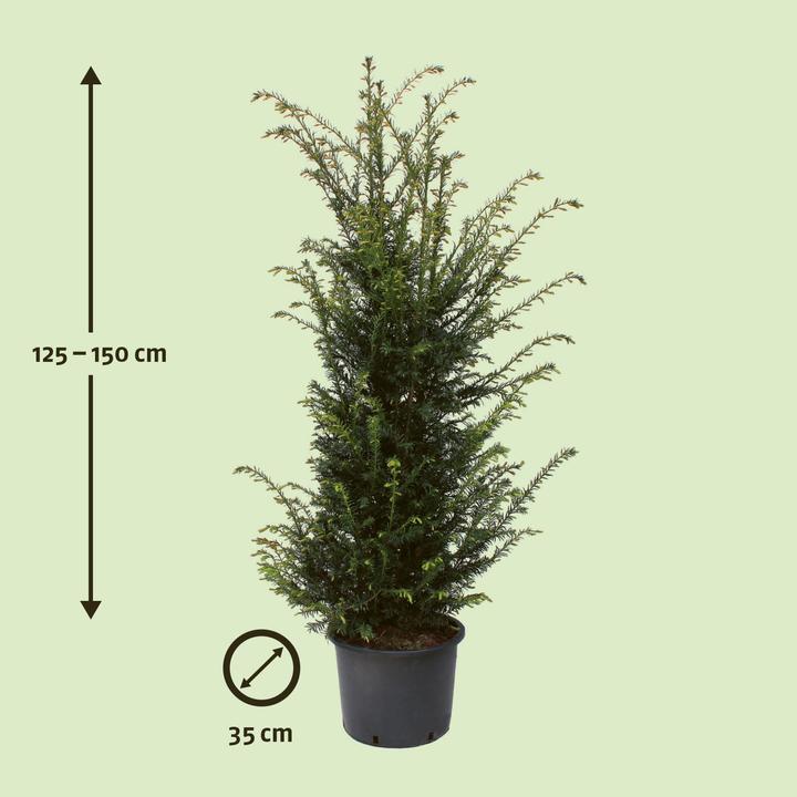 Produktbild Zulauf Gemeine Eibe / Taxus baccata (150 cm)
