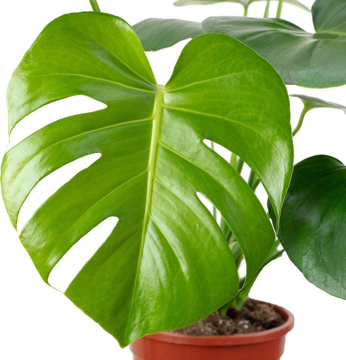 Produktbild Flowerbox Fensterblatt - Monstera Deliciosa (75 cm)