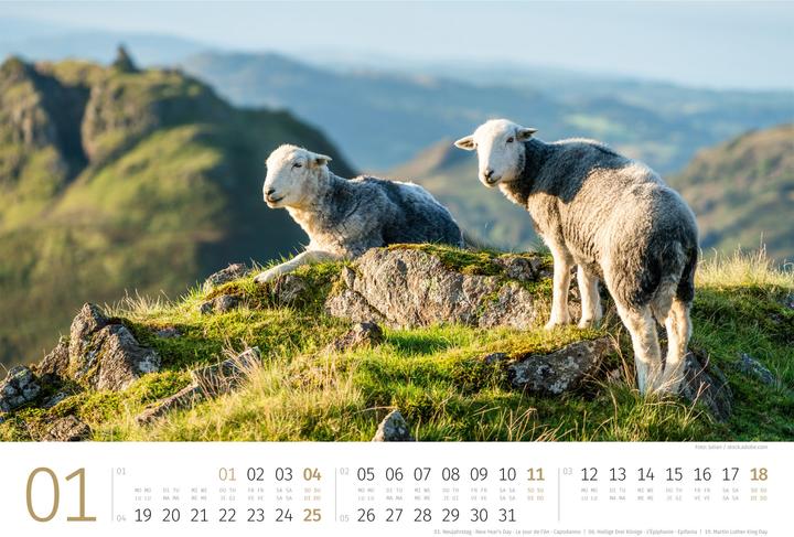 Actual product image Schafe Kalender 2026 (45 x 33 cm, Hardcover, German, French, Italian, English)
