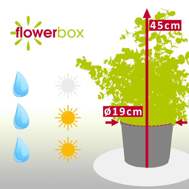 Produktbild Flowerbox Eukalyptus - Eucalyptus gunnii (45 cm)