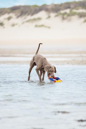 Produktbild Beeztees Buoy (Kauspielzeug Hund)