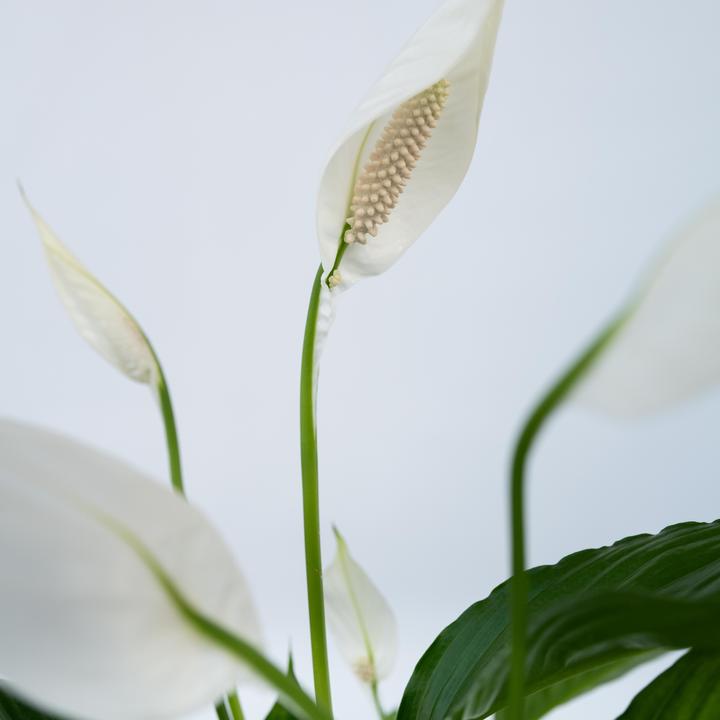Actual product image Plant in a Box Spathiphyllum 'Torelli' - Peace Lily (30 cm)