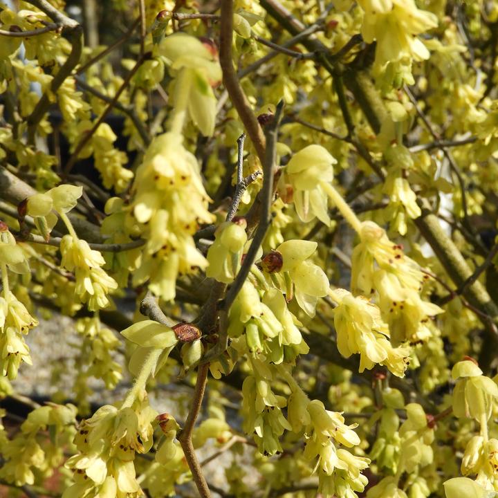 Produktbild Zulauf Ährige Scheinhasel / Corylopsis spicata (80 cm)