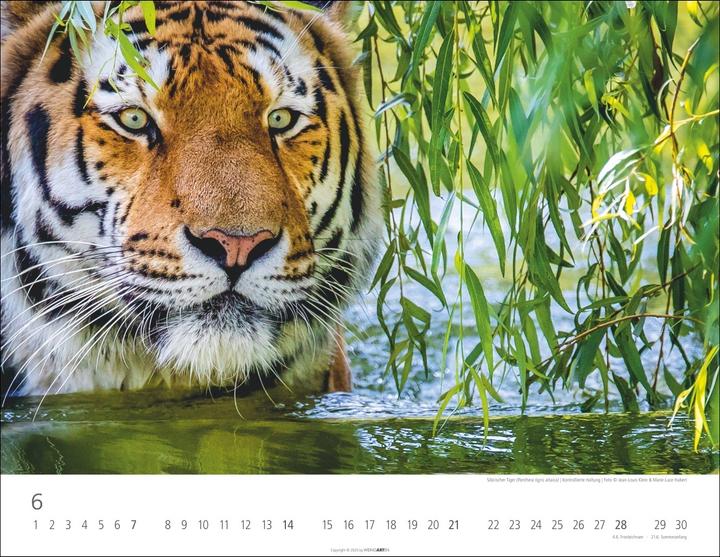 Actual product image Tiger Kalender 2026 (44 x 34 cm, Hardcover, German)
