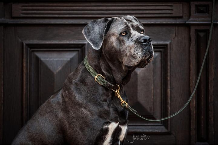 Produktbild Kentucky Dogwear Geknüpfte Nylon Hundeleine (L, Hund)