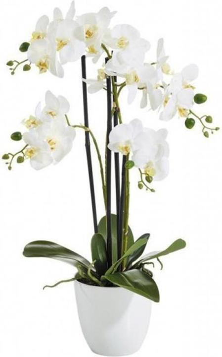 Botanic-Haus Phalaenopsis (Orchidee) (67 cm)