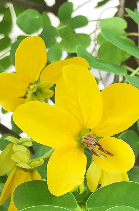 Image du produit Khadi Senna Cassia