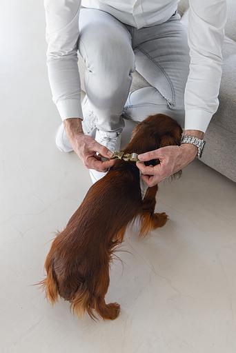 Produktbild Designed by Lotte Velura (XXS, XS, S, M, L, Hund, Allgemein)