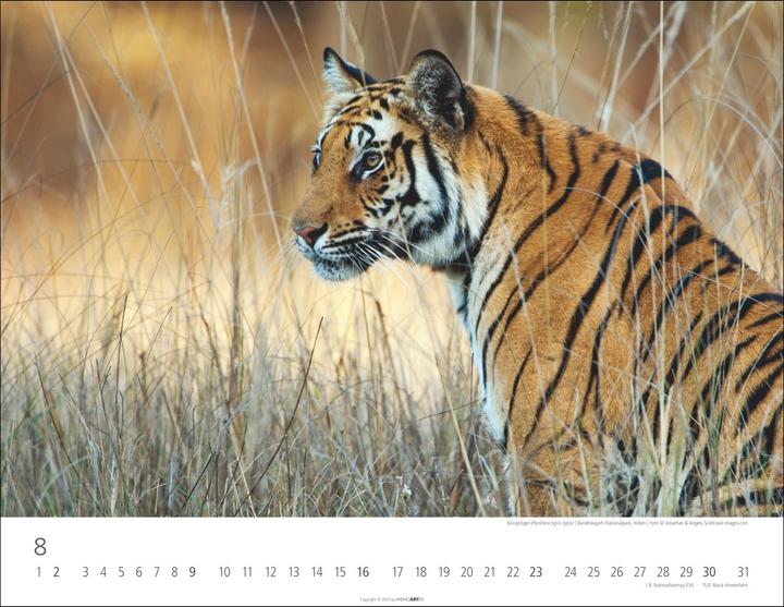 Actual product image Tiger Kalender 2026 (44 x 34 cm, Hardcover, German)