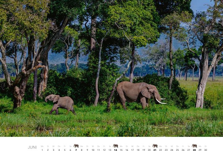 Actual product image Elefanten Kalender 2026 (Hardcover, German)