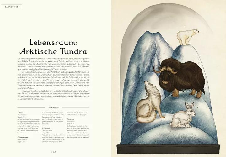 Produktbild Das Museum der Tiere (Deutsch, Katie Scott, Jenny Broom, 2014)
