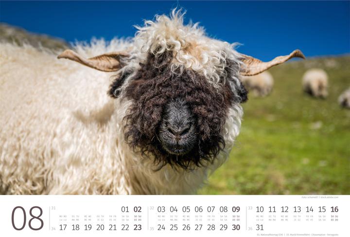 Actual product image Schafe Kalender 2026 (45 x 33 cm, Hardcover, German, French, Italian, English)