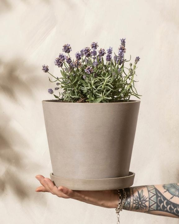 Actual product image feey Lavendel (20 cm, Animal friendly)