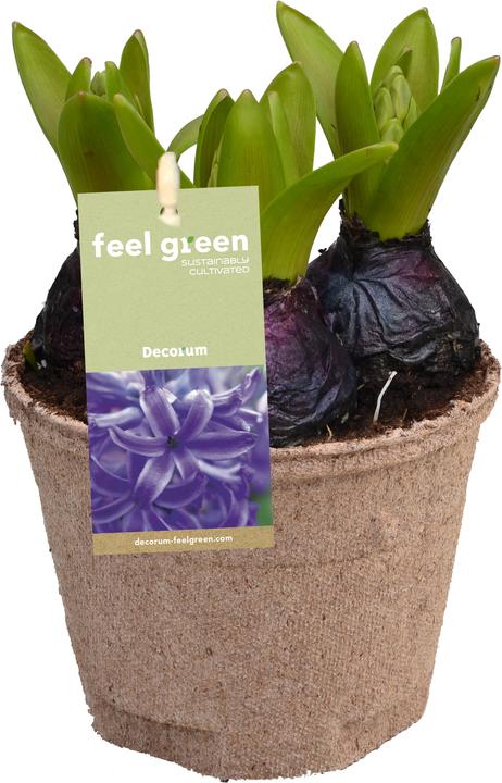 Immagine prodotto Fresca-Plant Mix di bulbi FEEL GREEN (6 pz.) (15 cm)