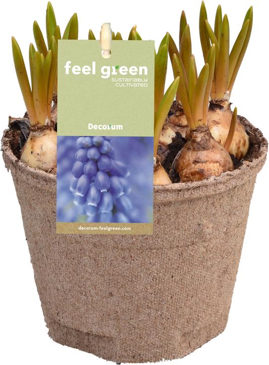 Fresca-Plant Zwiebelmix FEEL GREEN (6 Stk.) (15 cm)