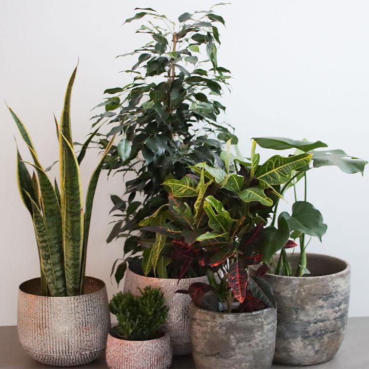 Immagine prodotto Rutishauser Croton (60 cm)