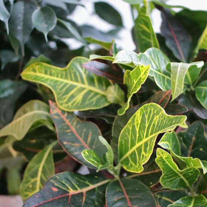 Immagine prodotto Rutishauser Croton (60 cm)