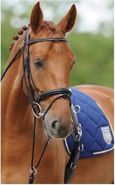 Actual product image Passier Gymnastic reins Horst Becker